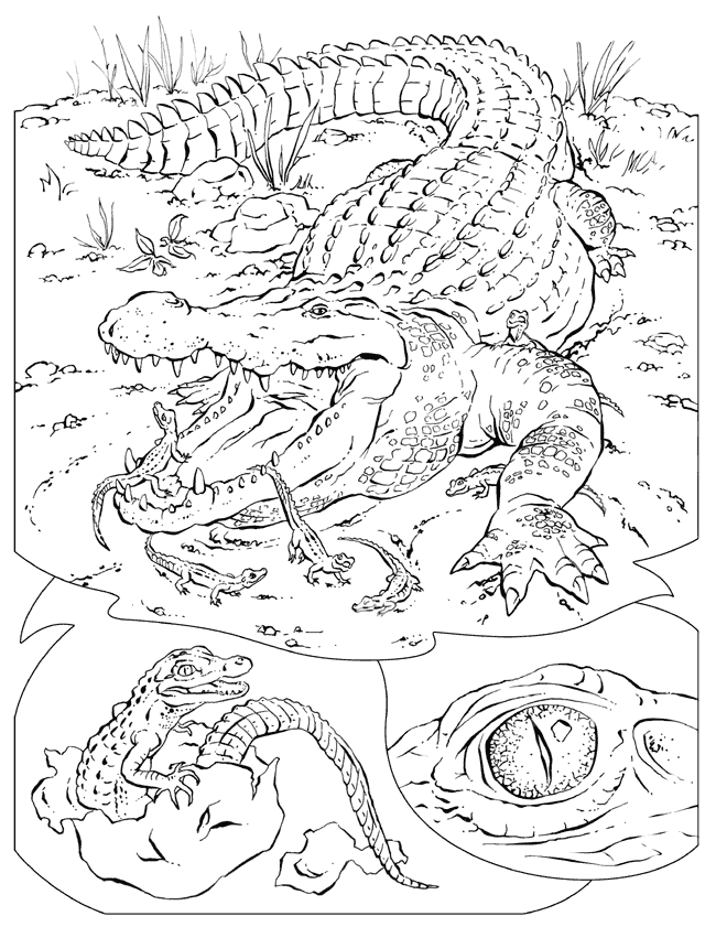 crocodile colouring pages alligator coloring pages getcoloringpagescom colouring crocodile pages 