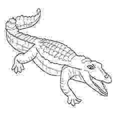 crocodile colouring pages alligator crocodile coloring pages crocodile colouring pages 