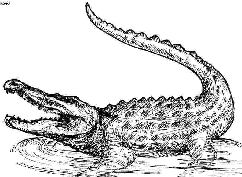 crocodile colouring pages crocodile 66 animals printable coloring pages pages colouring crocodile 