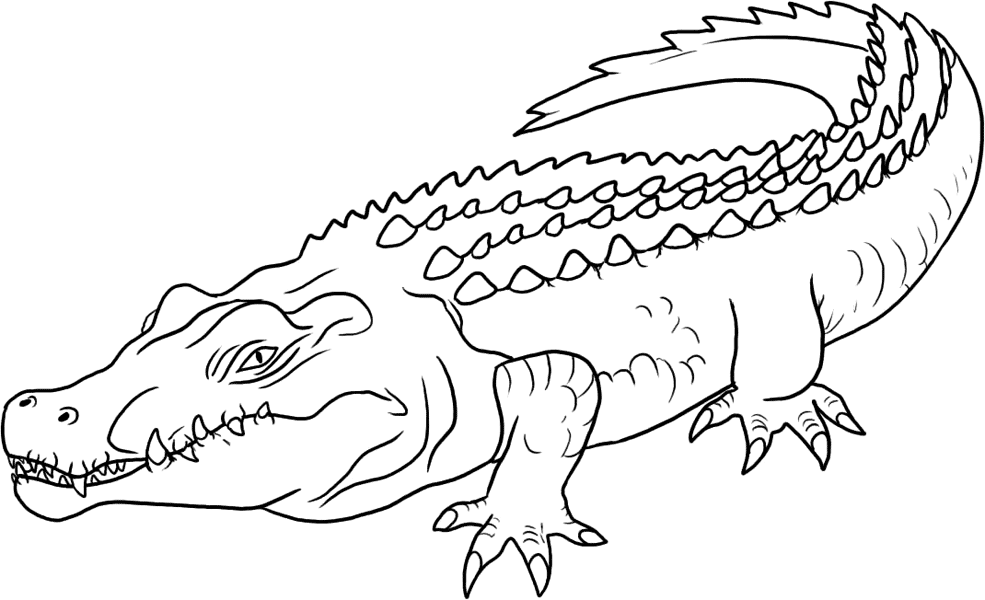 crocodile colouring pages free coloring pages crocodiles colouring crocodile pages 