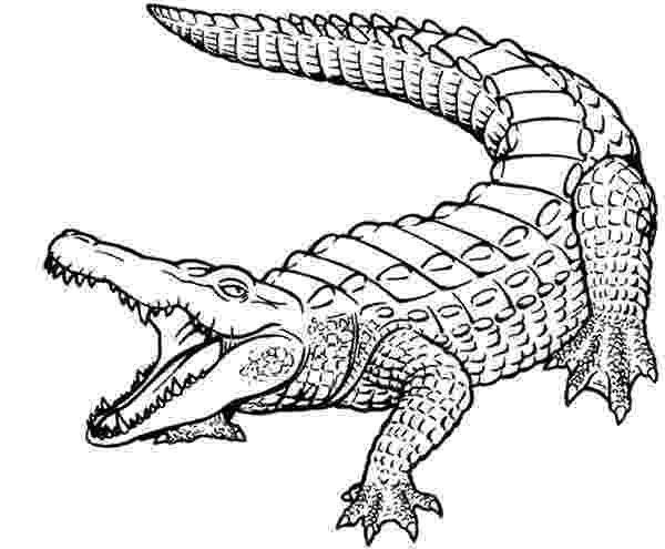 crocodile colouring pages free coloring pages crocodiles pages colouring crocodile 1 1