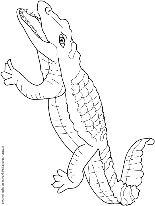 crocodile colouring pages free printable crocodile coloring pages for kids pages crocodile colouring 