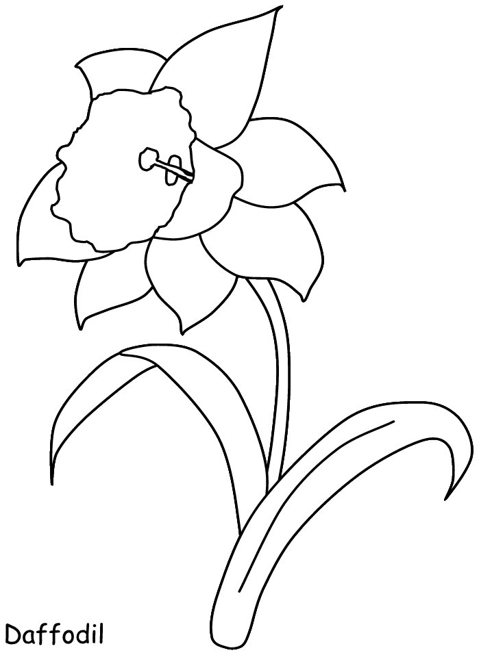 daffodil color daffodil coloring pages color daffodil 