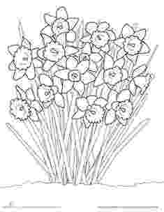 daffodil color daffodil drawing outline at getdrawings free download daffodil color 