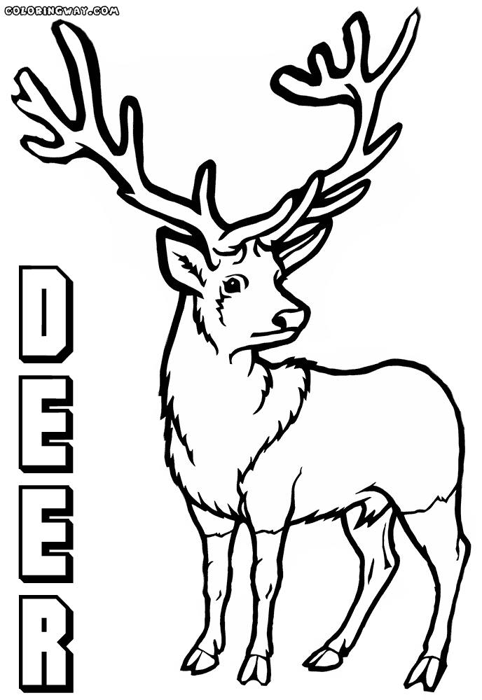deer head coloring pages coloring page coloring sheet deer head animal coloring deer head pages coloring 