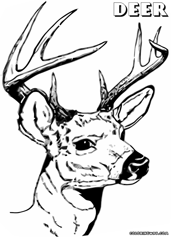 deer head coloring pages deer head art clipart best deer pages head coloring 