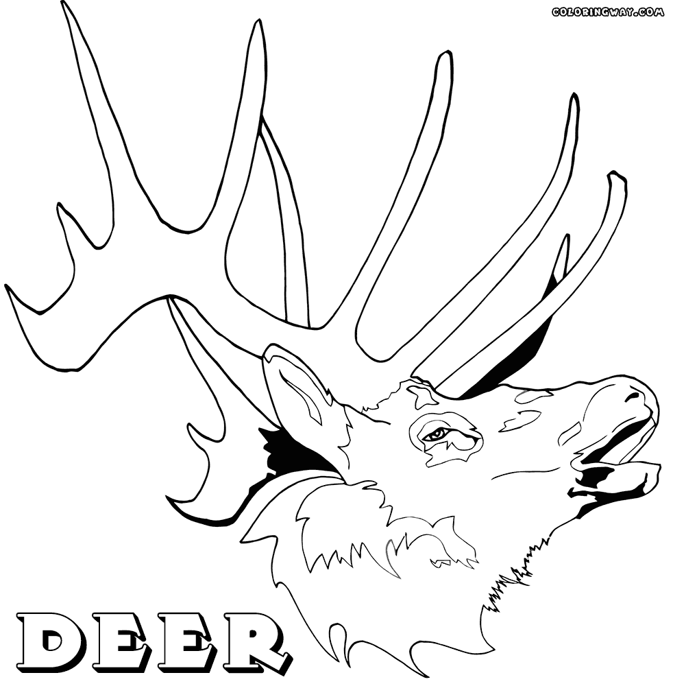 deer head coloring pages deer head coloring pages coloring pages to download and head pages coloring deer 