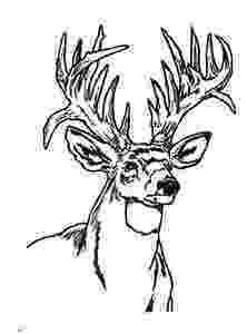 deer head coloring pages tag for coloring pagesdeer deer head coloring pages baby pages deer coloring head 