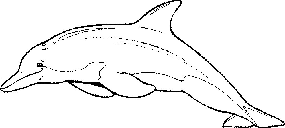 dolphin printable free dolphin clipart printable coloring pages outline dolphin printable 