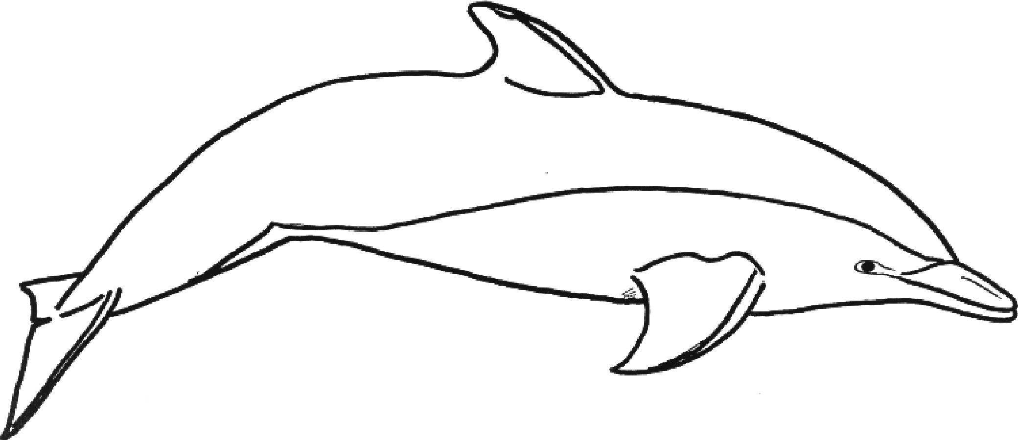 dolphin printables dolphin coloring pages download and print for free printables dolphin 