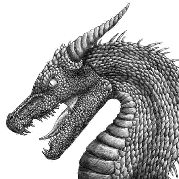 dragon pictures angry dragon black and white by galanorbrighteye on pictures dragon 