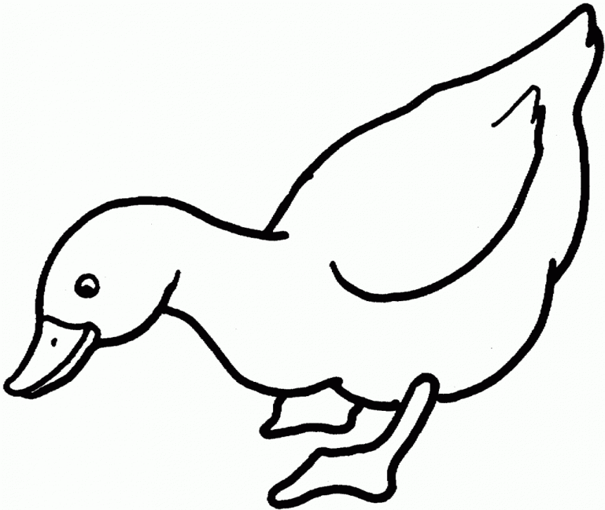 duck coloring sheet duck coloring pages best coloring pages for kids coloring duck sheet 1 1