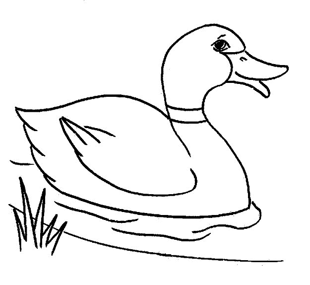 duck coloring sheet duck coloring pages for preschoolers free coloring pages coloring sheet duck 
