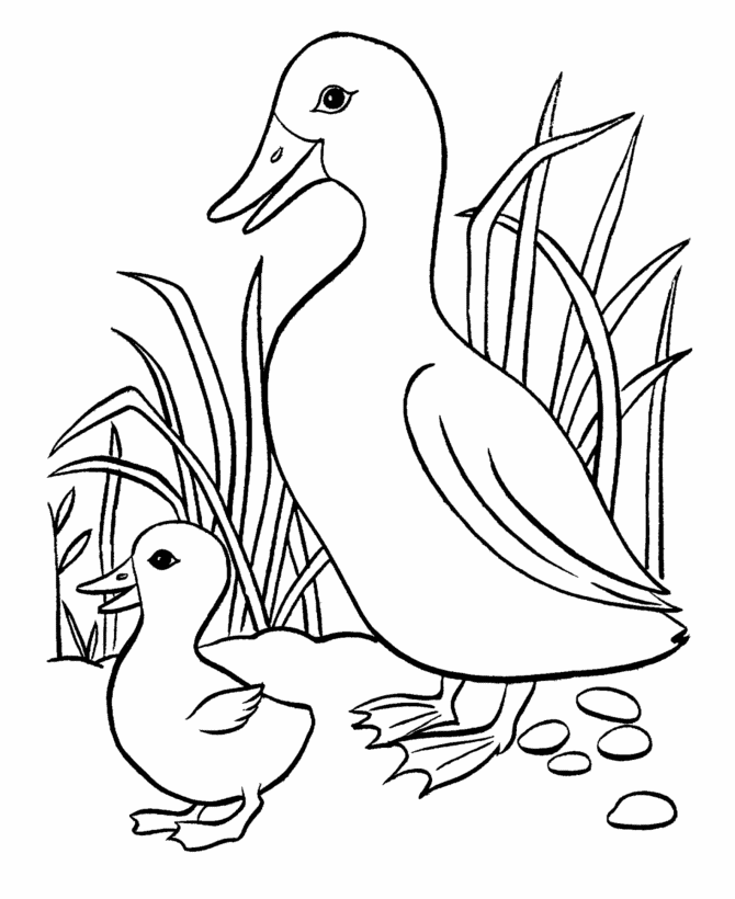 duck coloring sheet five little ducks coloring pages download and print for free sheet duck coloring 