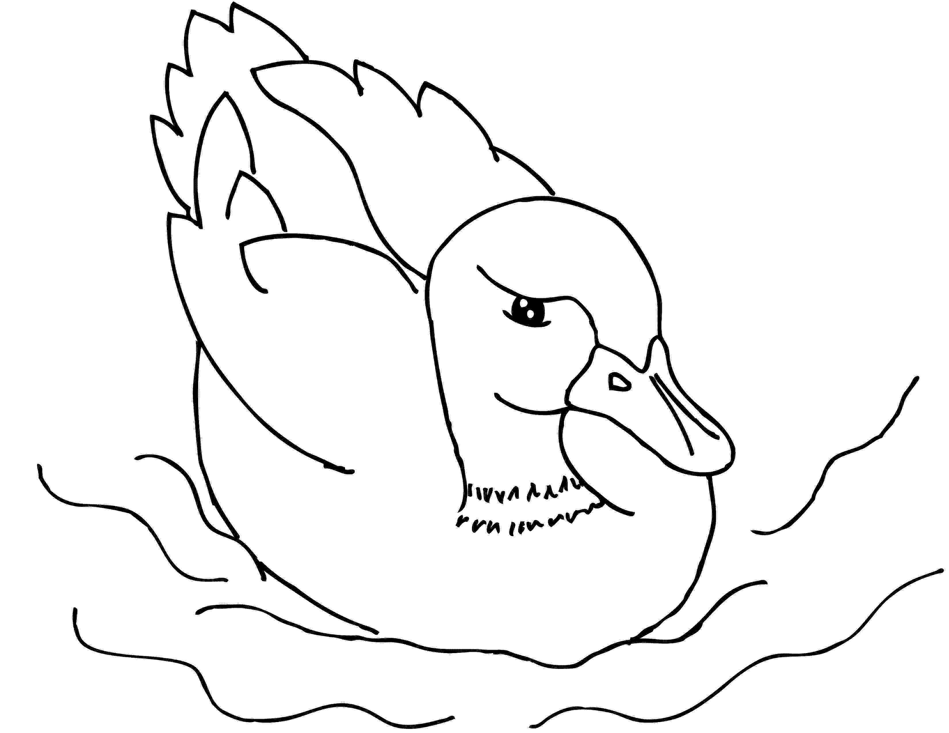 duck coloring sheet free printable duck coloring pages for kids animal place duck sheet coloring 