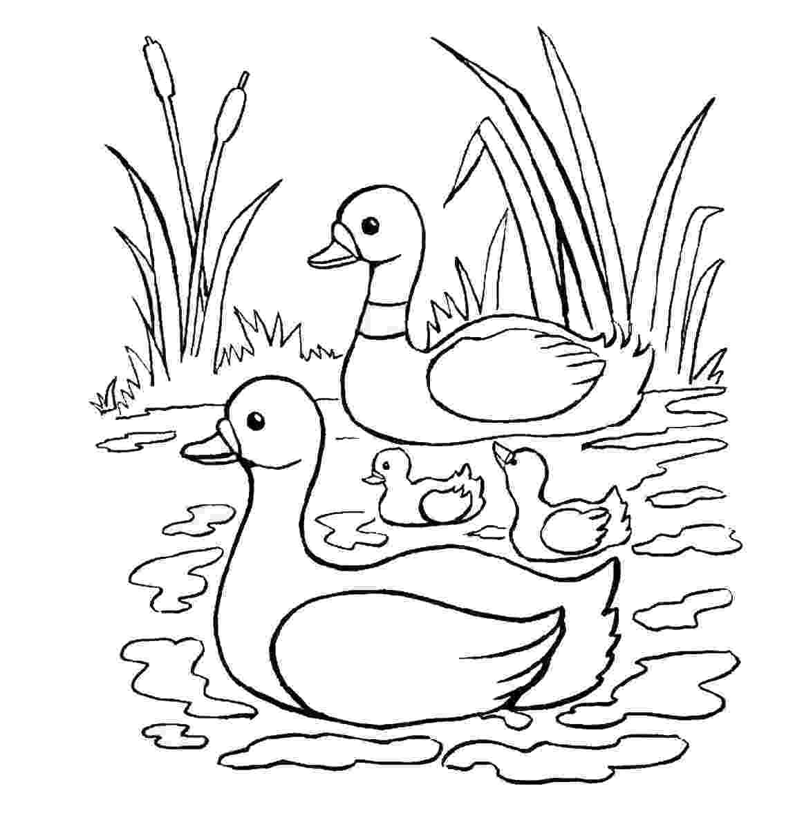 duck coloring sheet kids coloring pages duck coloring pages sheet duck coloring 