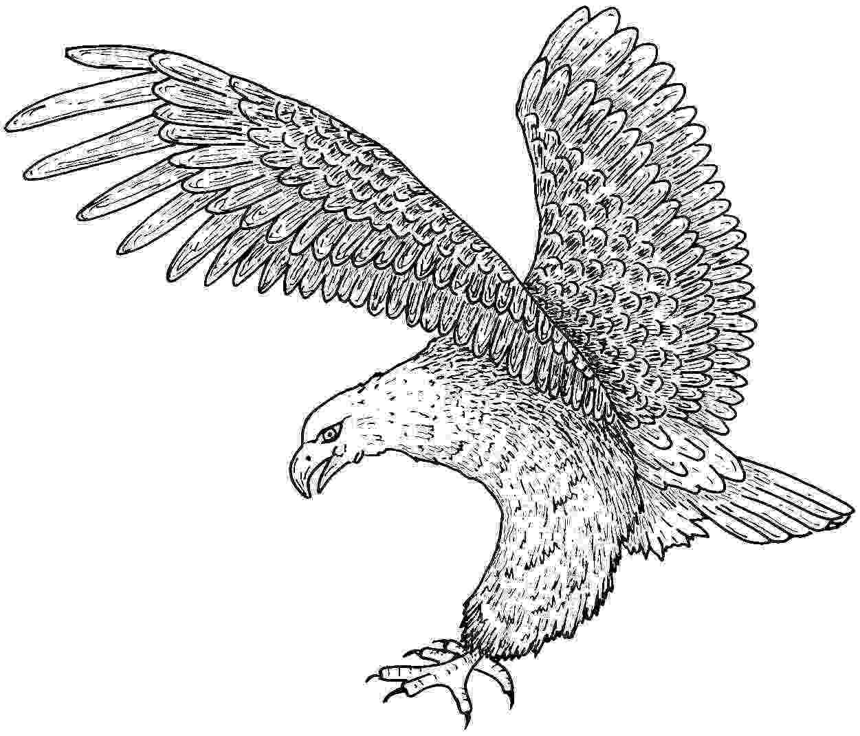 eagle colouring pictures eagle coloring pages coloring pages to download and print eagle colouring pictures 