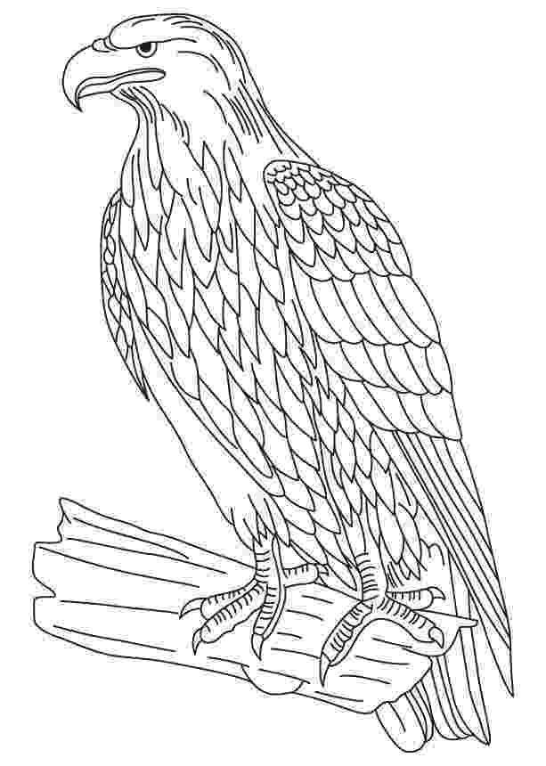 eagle colouring pictures eagle coloring pages coloring pages to download and print pictures eagle colouring 