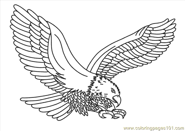 eagle colouring pictures free printable bald eagle coloring pages for kids colouring eagle pictures 