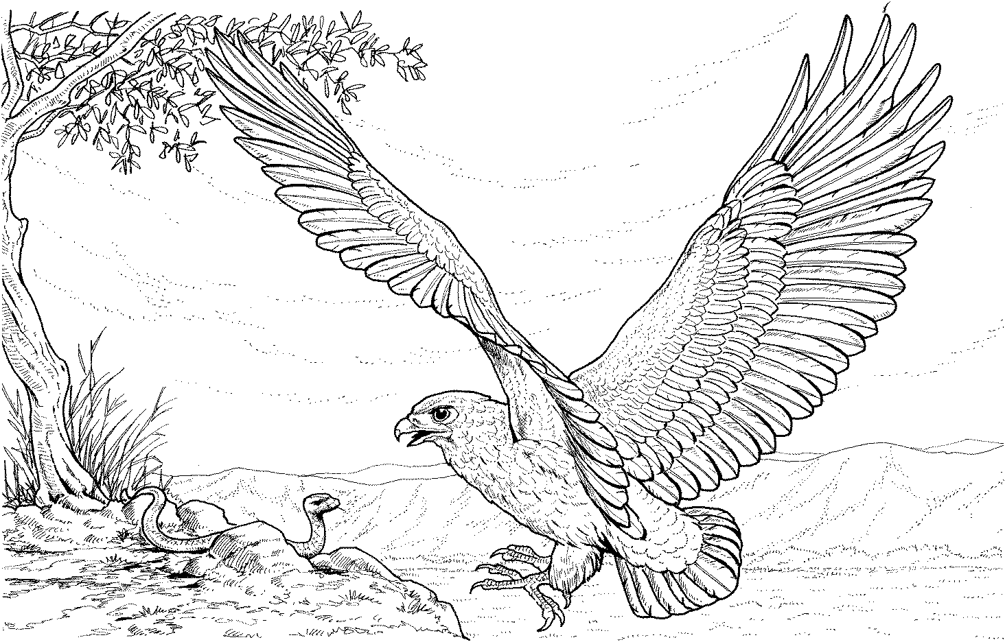 eagle colouring pictures free printable eagle coloring pages for kids eagle colouring pictures 