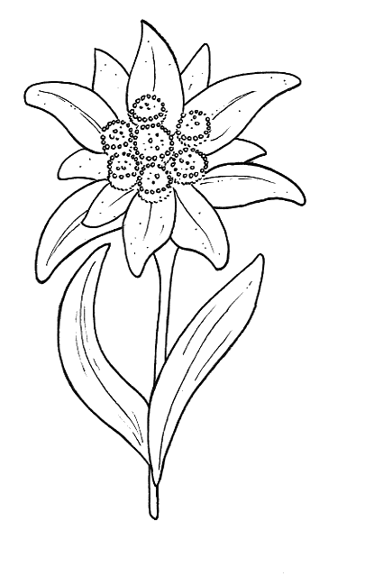 edelweiss flower coloring page edelweiss edelweiss tattoo flower tattoos tattoo designs coloring page flower edelweiss 