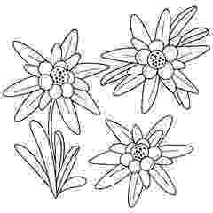 edelweiss flower coloring page edelweiss flower austria doodles coloring pages flower edelweiss coloring page 