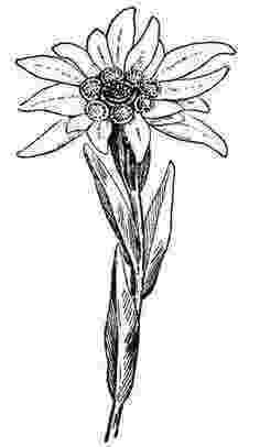 edelweiss flower coloring page edleweiss flower free coloring pages coloring edelweiss flower page 