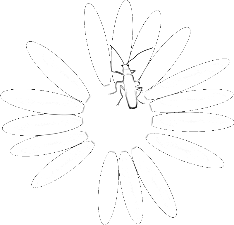 edelweiss flower coloring page image result for adelvice tattoo tattoo edelweiss edelweiss coloring flower page 