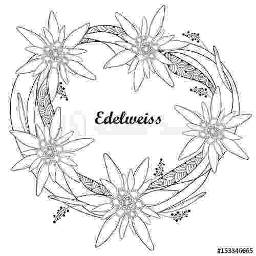 edelweiss flower coloring page malvorlage edelweiß google suche broderie motif edelweiss flower coloring page 