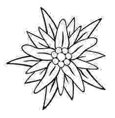 edelweiss flower coloring page vector outline edelweiss leontopodium alpinum flower stock coloring flower edelweiss page 