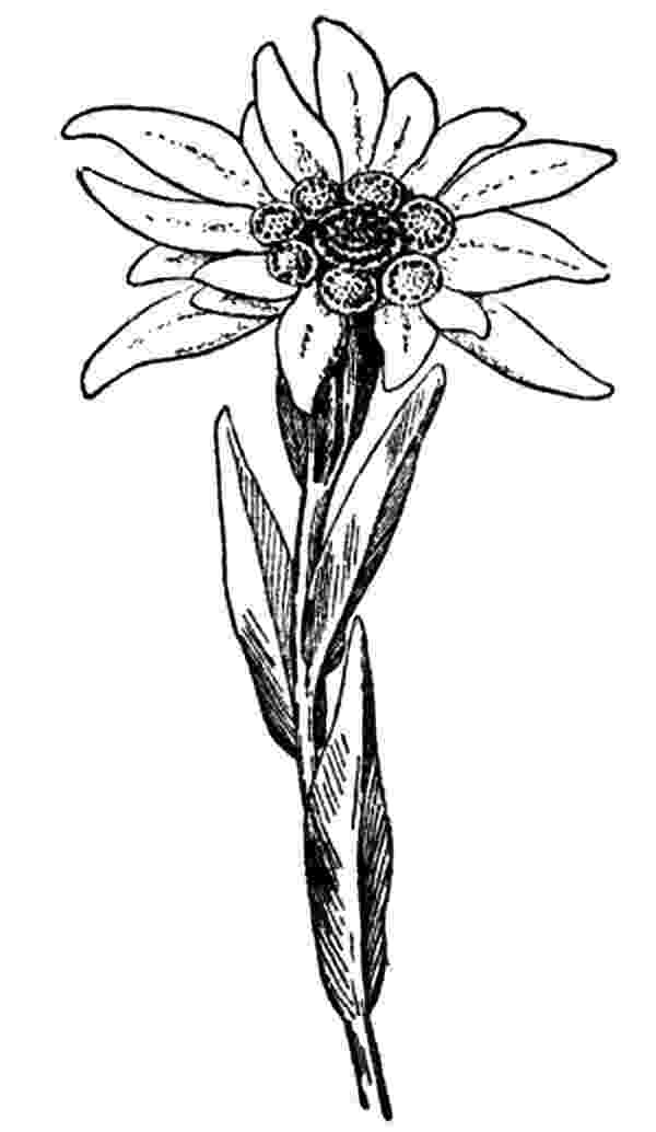 edelweiss flower coloring page worlds flowers coloring nations of argentina french page edelweiss coloring flower 