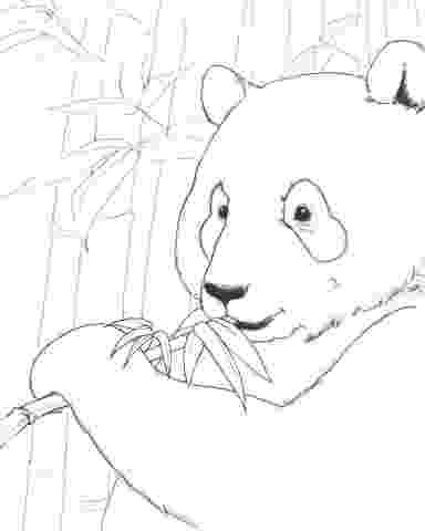 endangered species coloring pages endangered animals coloring page download free endangered species coloring pages 