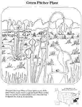 endangered species coloring pages endangered rainforest touca woo jr kids activities pages species coloring endangered 
