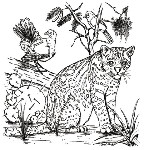 esl colouring pages animals tpwd kids color the ocelot pages esl animals colouring 