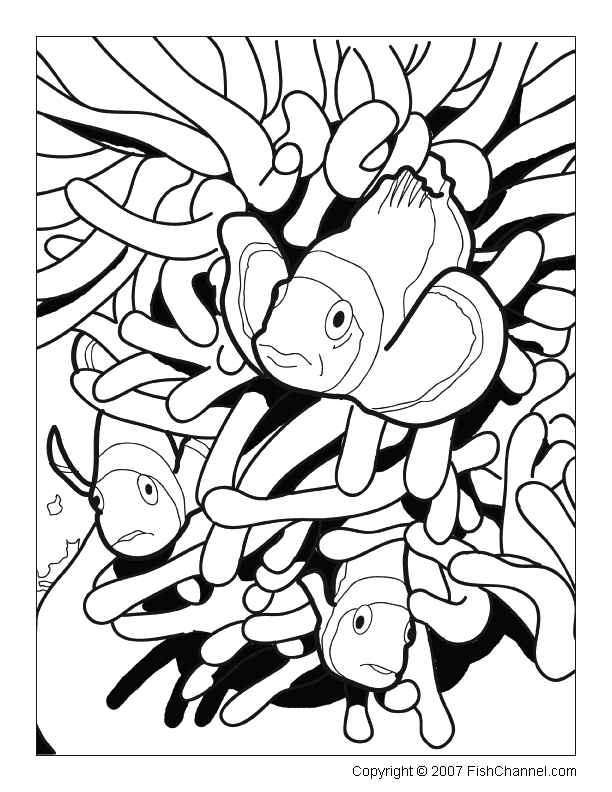 fish coloring pages for adults koi fish coloring pages for adults free printable koi pages adults coloring for fish 