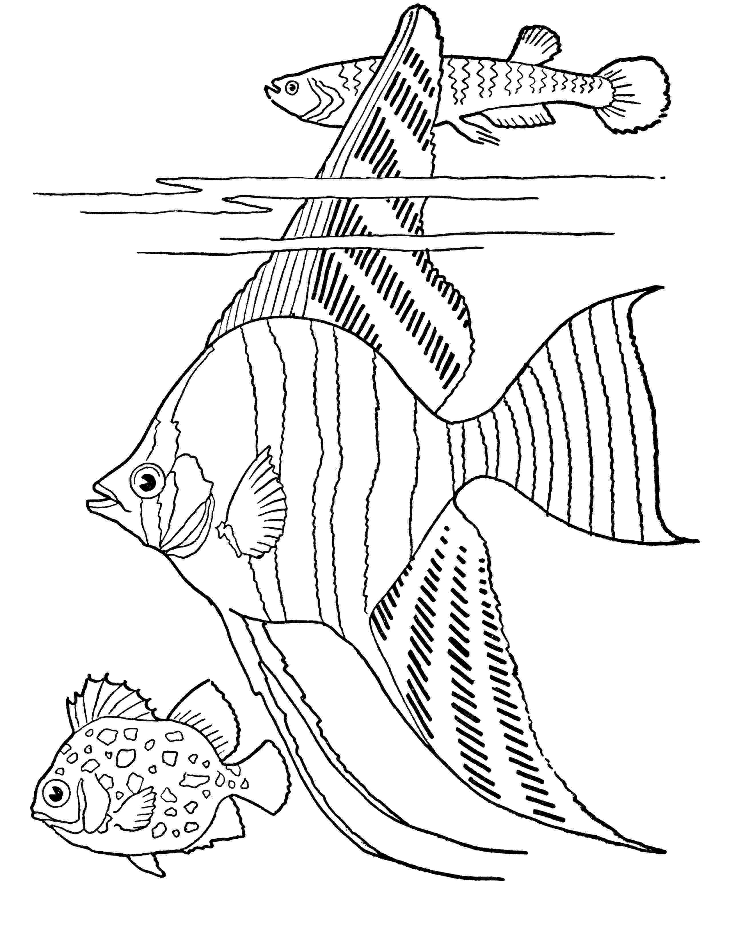 fish coloring pages for adults print download cute and educative fish coloring pages coloring pages fish for adults 
