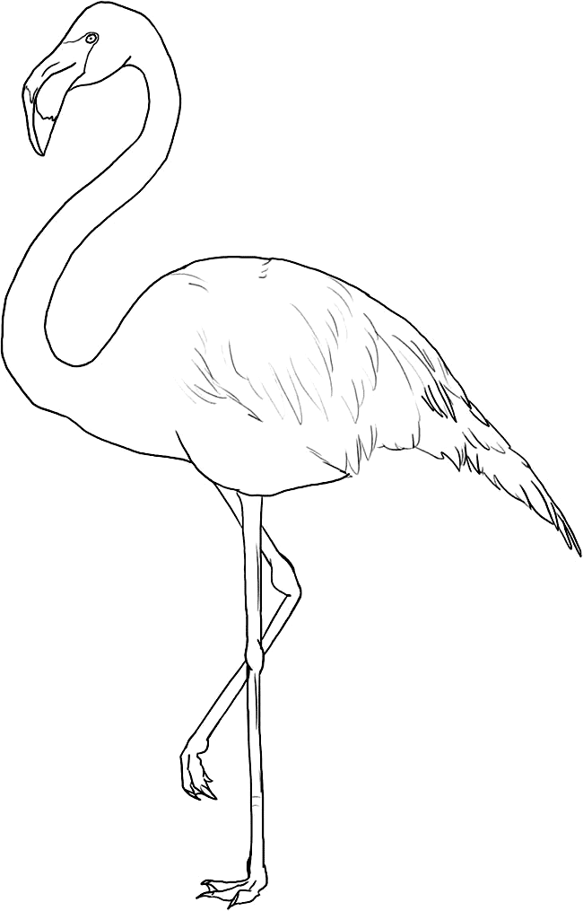flamingo coloring sheet flamingo coloring pages to download and print for free sheet flamingo coloring 