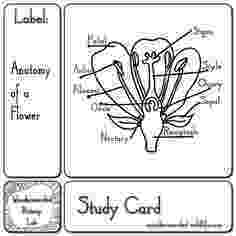 flower coloring experiment anatomy of a flower parts diagram printable science flower experiment coloring 