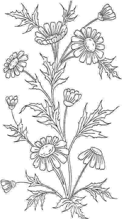 flower coloring experiment coloring pages for adults i love the pages from coloring coloring experiment flower 