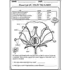 flower coloring experiment flowers parts of a plant worksheet 1 botany education coloring experiment flower 