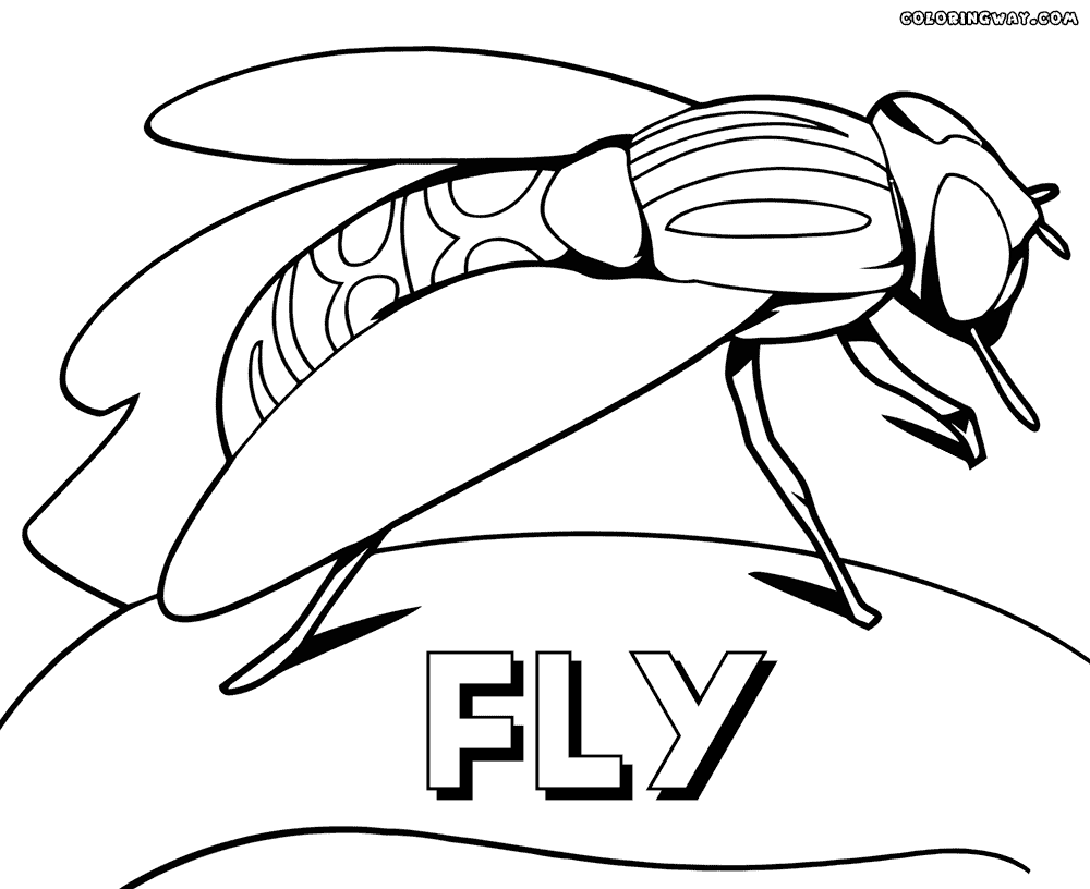 fly printable fruit fly super coloring ten plagues free coloring fly printable 