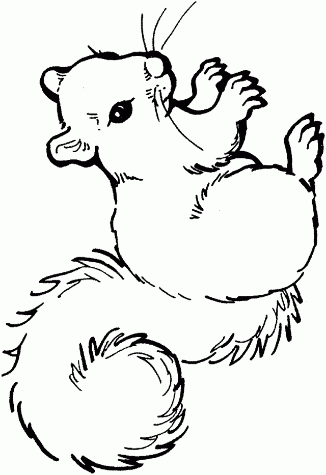 flying squirrel coloring page fly coloring pages printable sketch coloring page coloring squirrel page flying 