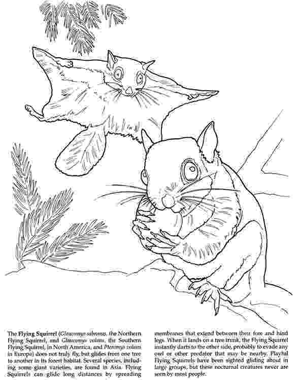 flying squirrel coloring page free flying squirrel coloring page download free clip art coloring squirrel flying page 