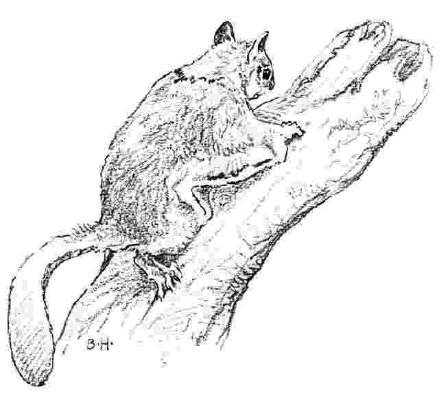 flying squirrel coloring page free picture of squirrels download free clip art free coloring page flying squirrel 
