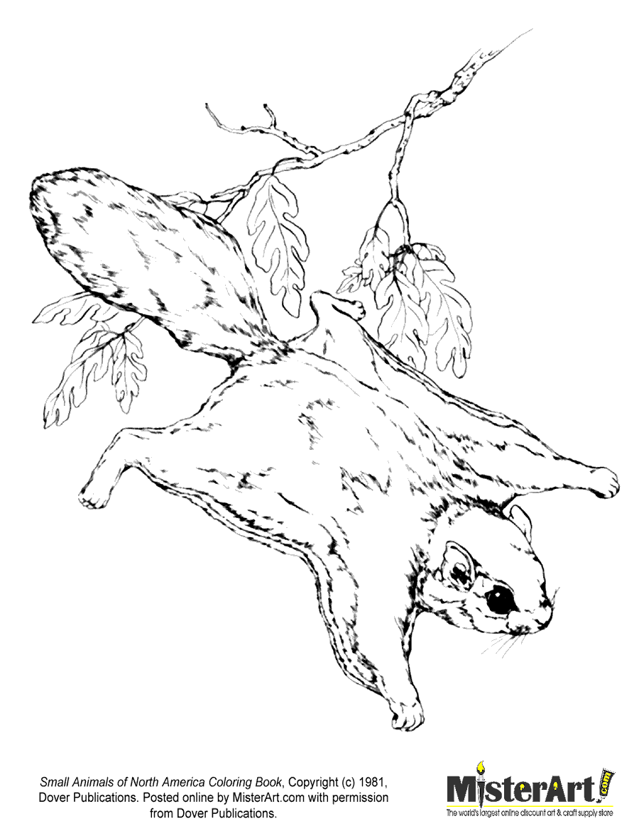 flying squirrel coloring page northern flying squirrel coloring page supercoloringcom squirrel coloring page flying 