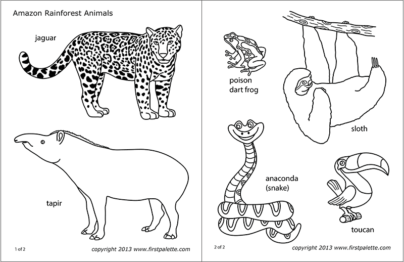 forest animals coloring pages amazon jungle or rainforest animals free printable pages coloring animals forest 