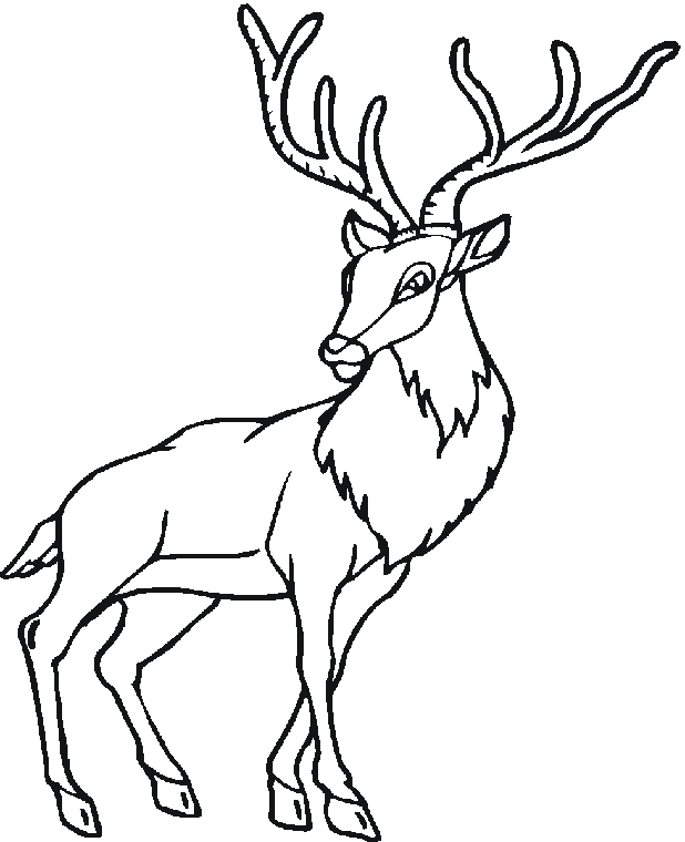 forest animals coloring pages free coloring pages forest animals coloring pages pages coloring animals forest 