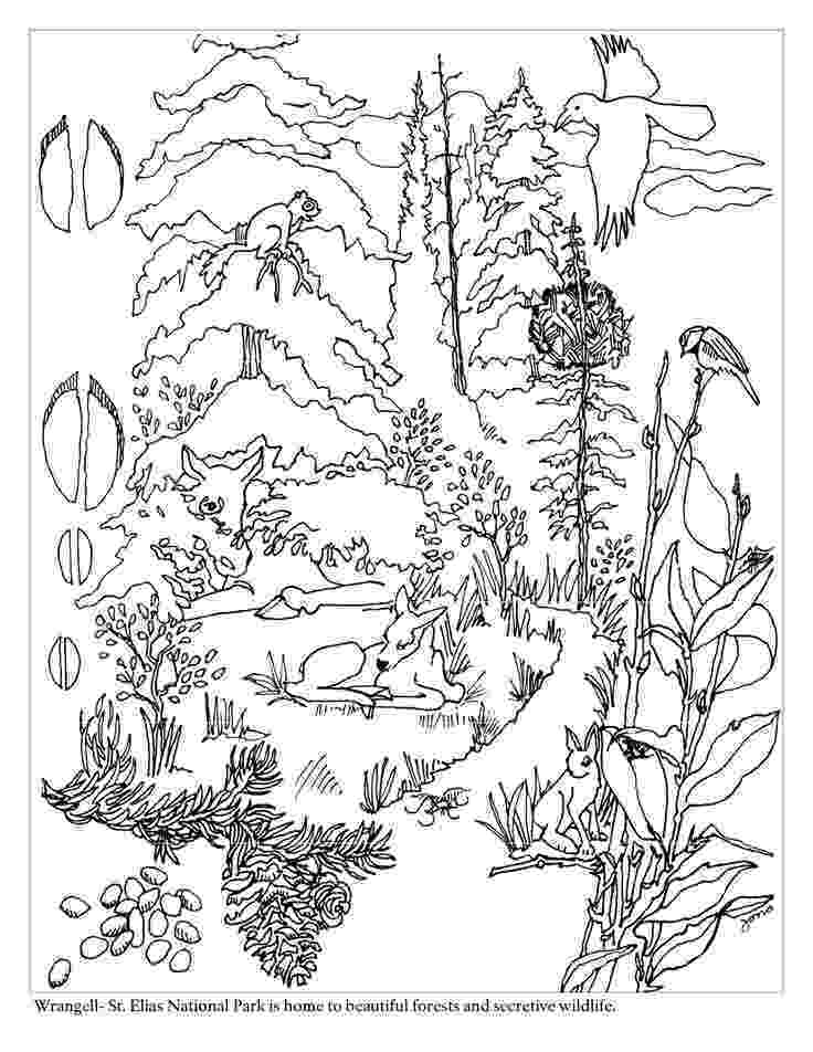 forest pictures to color coloring pages forest scene google search forest forest color to pictures 