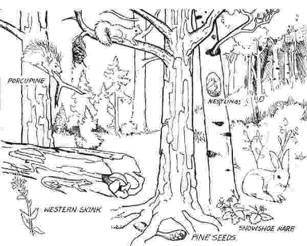 forest pictures to color forest 21 nature printable coloring pages pictures forest to color 