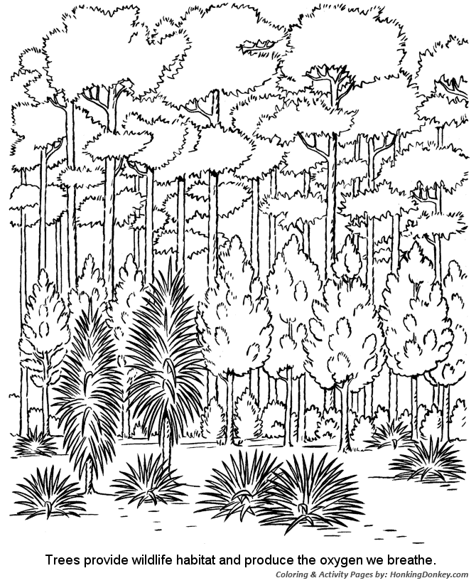 forest pictures to color forest woods page background coloring pages to pictures color forest 